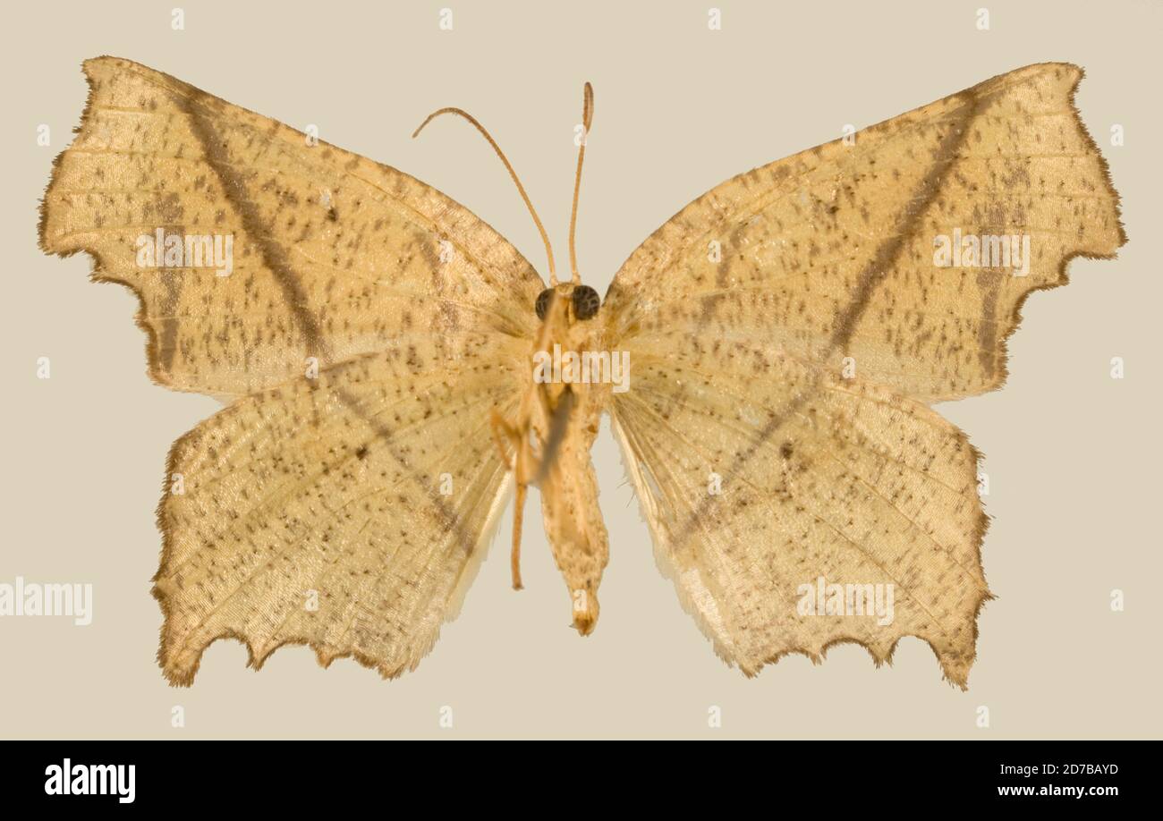 Pink, Misantla, Mexique, Mexique, Phyllodonta perileptaria Dyar, 1912, Animalia, Arthropoda, Insecta, Lepidoptera, Geometridae, Ennominae Banque D'Images