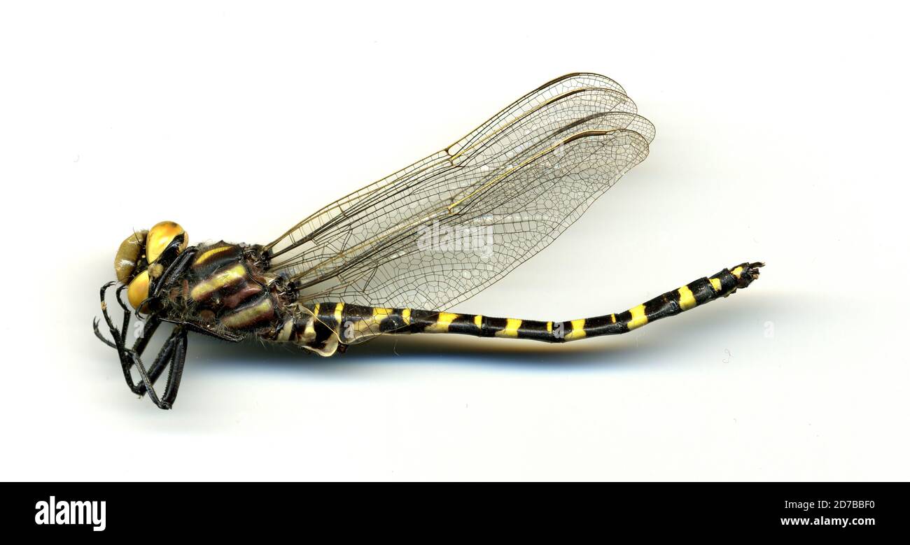 Gainesville, à l'ouest de la 34e rue NW, le long de la branche Possum de Hog Town Creek, Alachua, Floride, États-Unis, Cordulegaster sayi Selys, 1854, Animalia, Arthropoda, Insecta, Odonata, Anisoptera, Cordulegastridae Banque D'Images