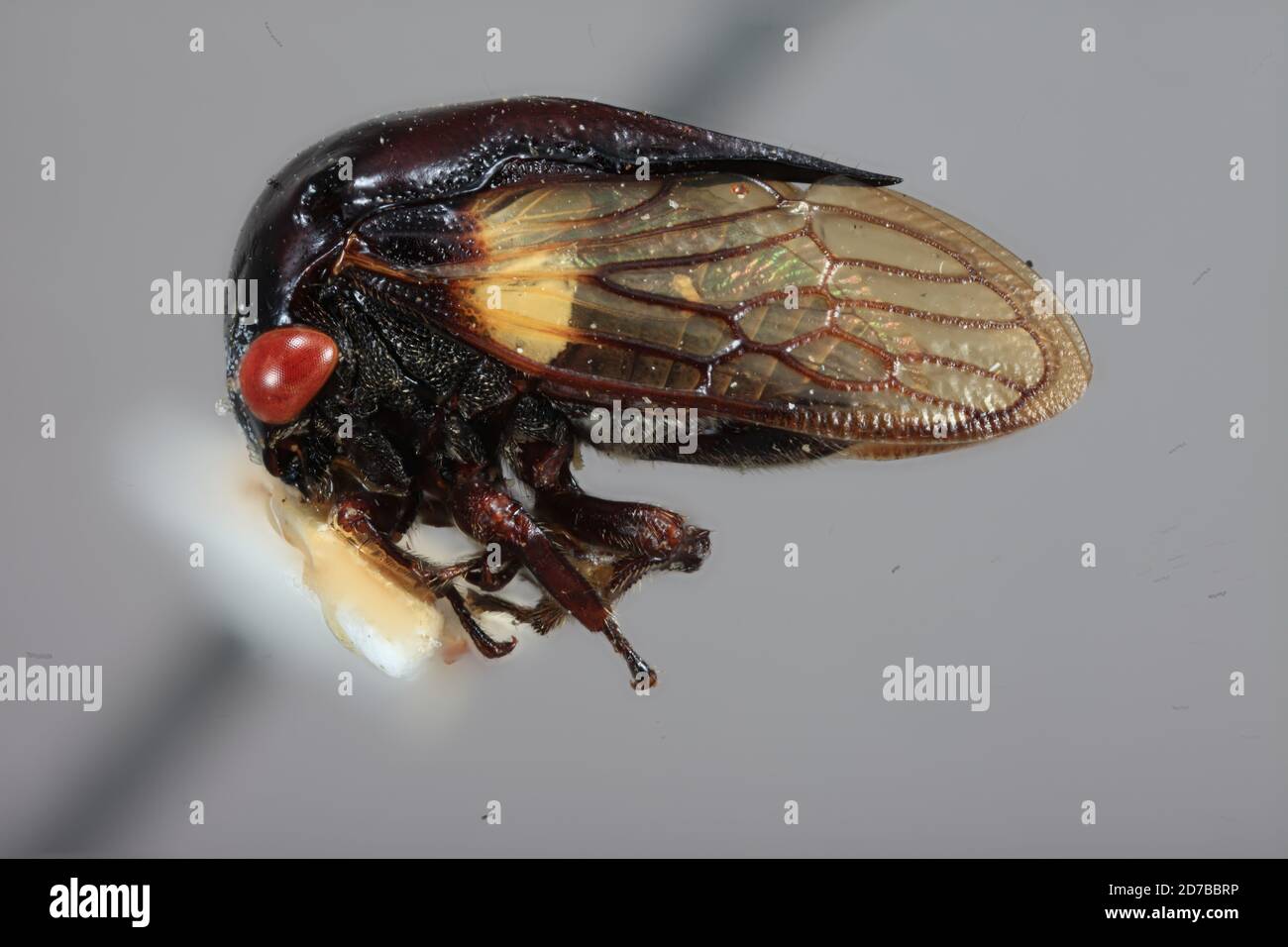Bornéo, Pontianak, Kalimantan Barat, Indonésie, Tricentrus fulgidus Funkhouser, 1929, Animalia, Arthropoda, Insecta, Hemiptera, Homoptera, Membracidae Banque D'Images