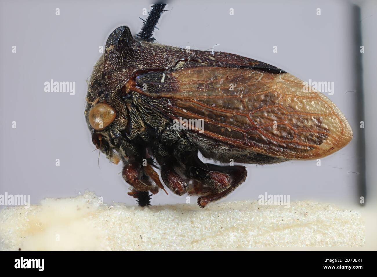 Banguey, Sabah, Malaisie, Tricentrus banguensis Funkhouser, 1914, Animalia, Arthropoda, Insecta, Hemiptera, Homoptera, Membracidae Banque D'Images