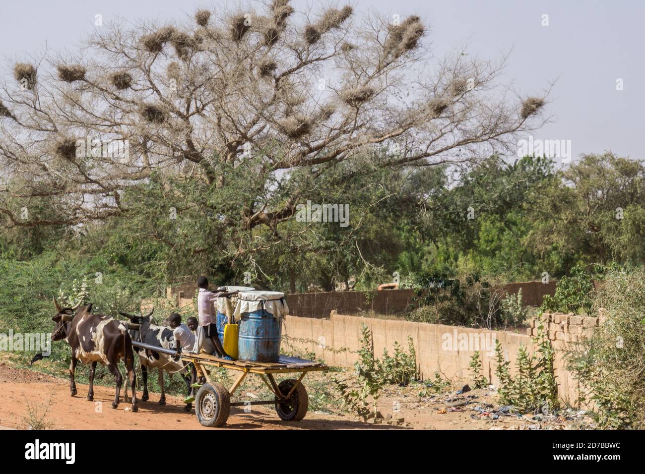 Chariot de vache à Niamey, Niger Banque D'Images