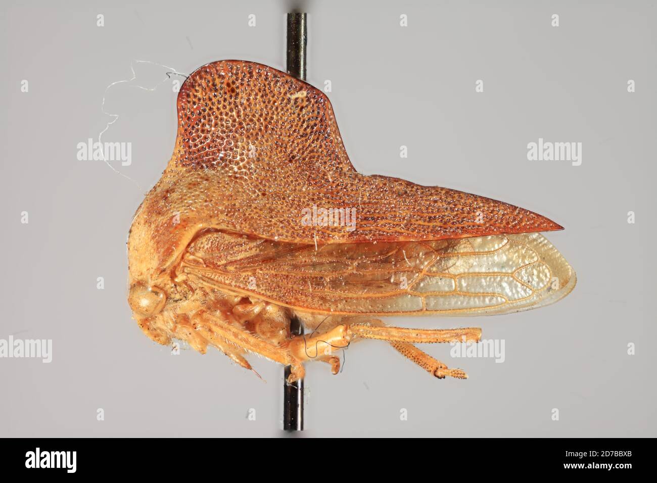 Urbana, Champaign, Illinois, États-Unis, Telamona pruinosa ball, 1903, Animalia, Arthropoda, Insecta, Hemiptera, Homoptera, Membracidae Banque D'Images