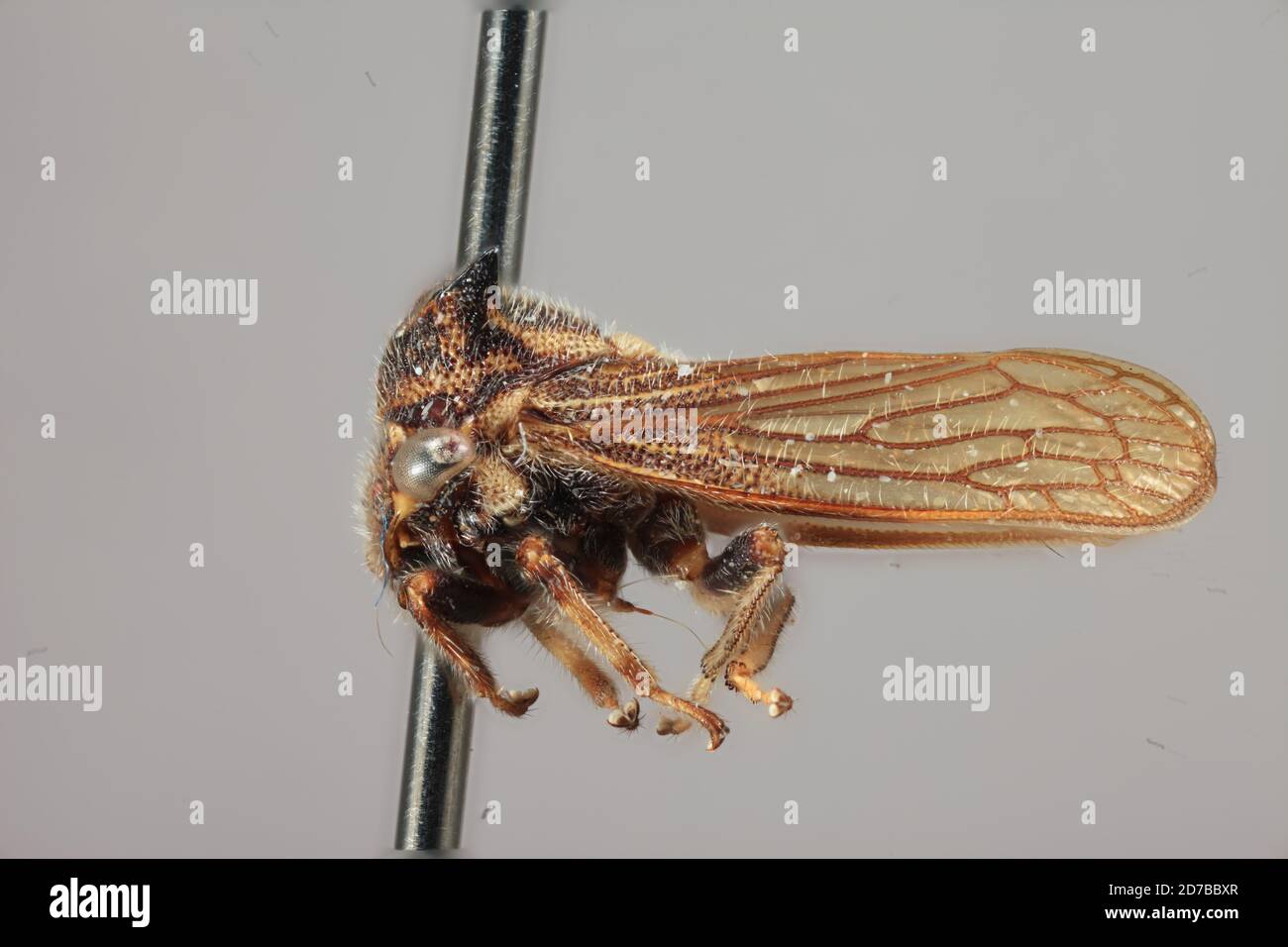 Tolania zapara Albertson, 2006 ans, Animalia, Arthropoda, Insecta, Hemiptera, Homoptera, Membracidae Banque D'Images