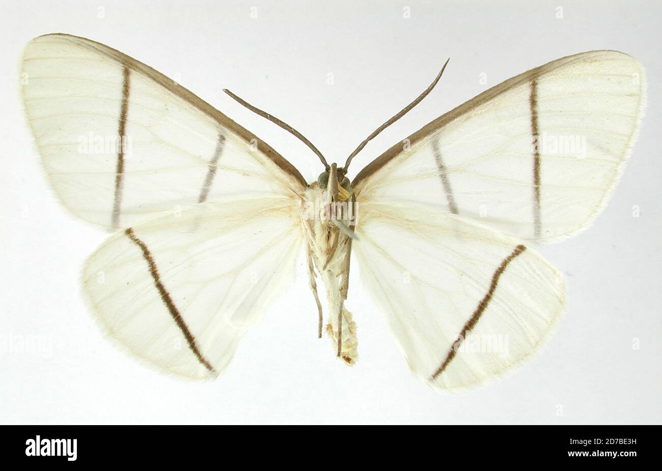 Pinklé, Pérou, Carpella équidistans Thierry-Mieg, 1893, Animalia, Arthropoda, Insecta, Lepidoptera, Geometridae, Ennominae Banque D'Images