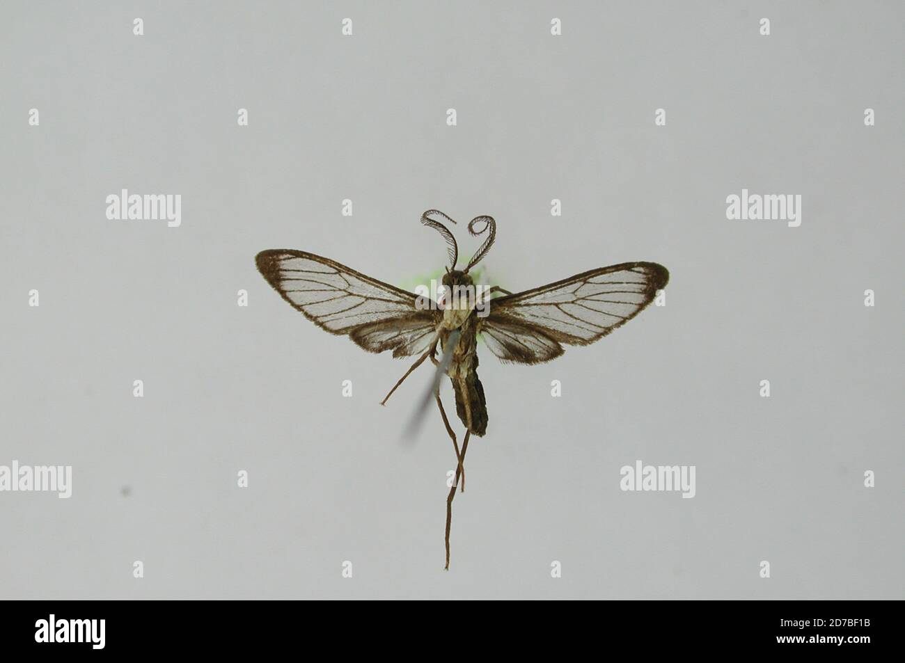 Pinklé, Saint-Laurent, Rivière Maroni, Saint-Laurant du Maroni, Guyane française, Ichoria chromstomides Schaus, 1905, Animalia, Arthropoda, Insecta, Lepidoptera, Arctiidae Banque D'Images