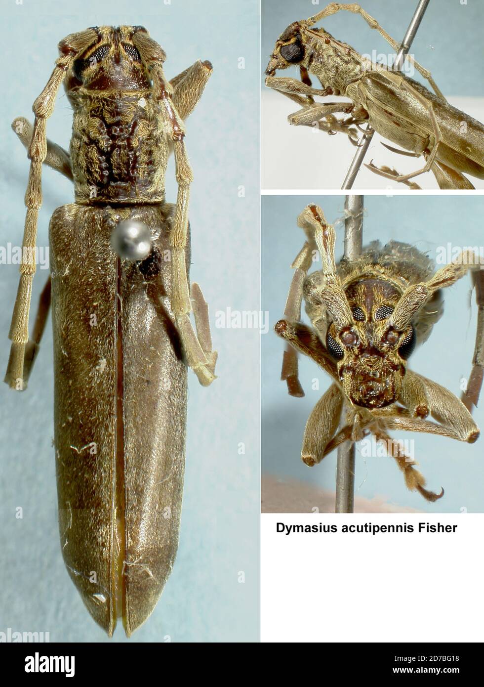 B. N., Bornéo, 5500 pieds, Mt. Kinabalu, Lumu Lumu, Sabah, Malaisie, Dymasius acutipennis Fisher, 1935, Animalia, Arthropoda, Insecta, Coleoptera, Cerambycidae, Cerambycinae Banque D'Images