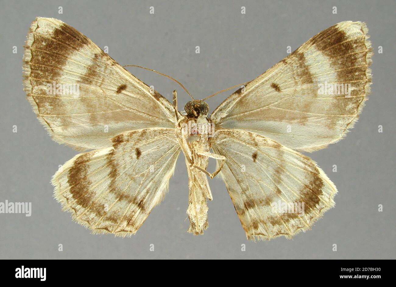 Broché, Pérou, Scotosia latemaculata Thierry-Mieg, 1893, Animalia, Arthropoda, Insecta, Lepidoptera, Geometridae, Larentiinae Banque D'Images