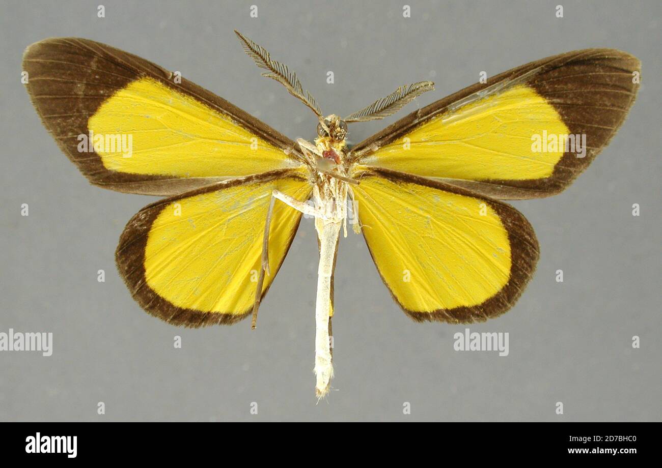 Broché, Tzotschi, Chiriqui, Chiriqui, Panama, Smicropus marginata (Dognin, 1903), Animalia, Arthropoda, Insecta, Lepidoptera, Geometridae, Sterrinae Banque D'Images