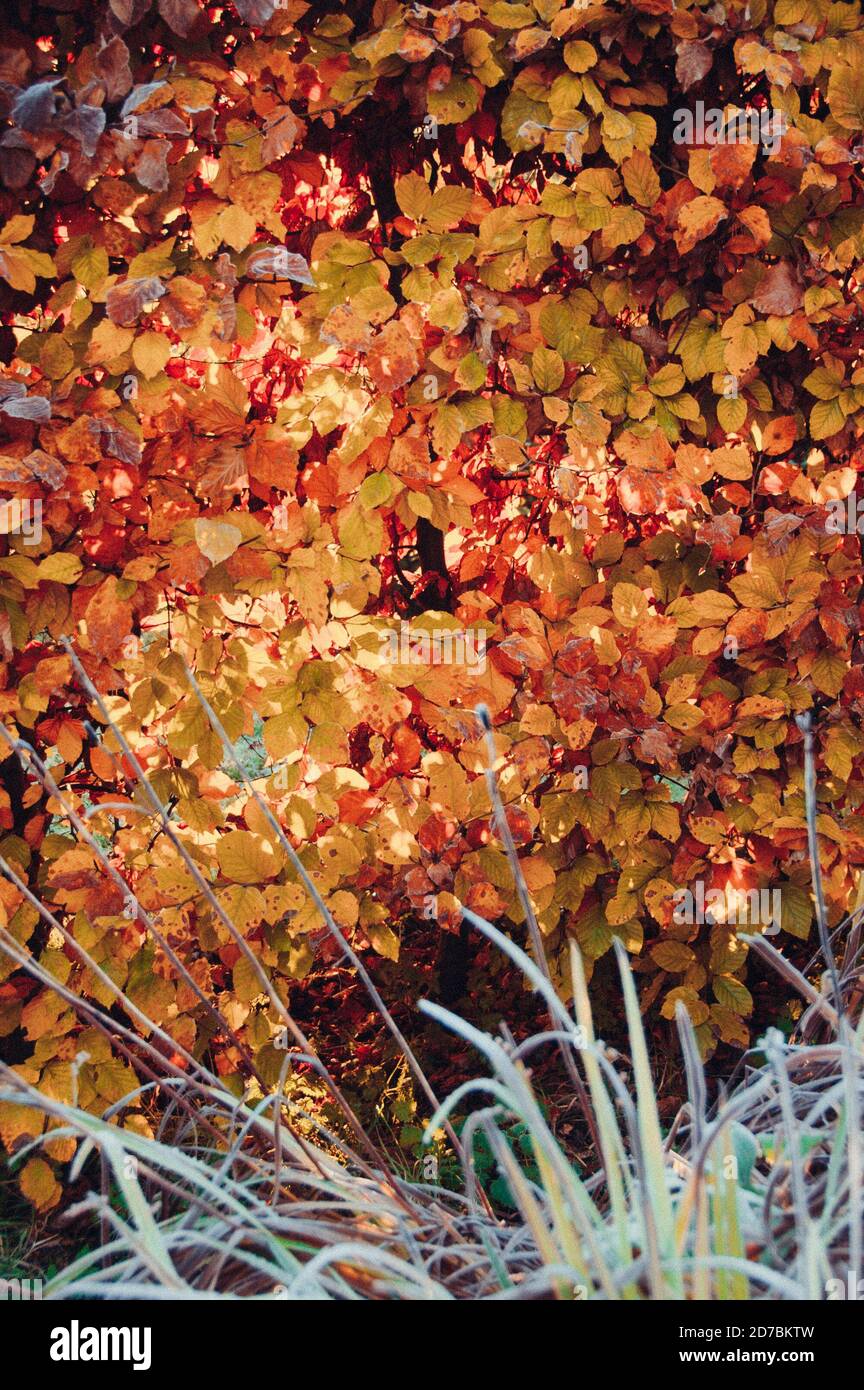 Feuilles d'or tombées en automne Banque D'Images