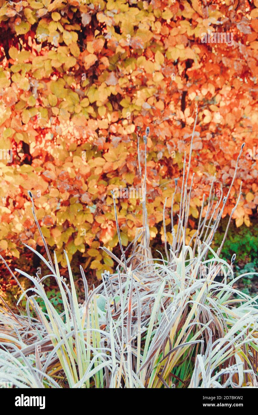 Feuilles d'or tombées en automne Banque D'Images