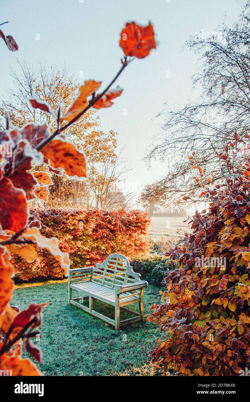 Feuilles d'or tombées en automne Banque D'Images