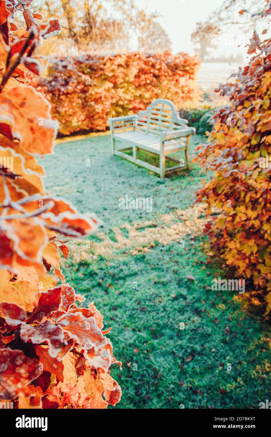 Feuilles d'or tombées en automne Banque D'Images