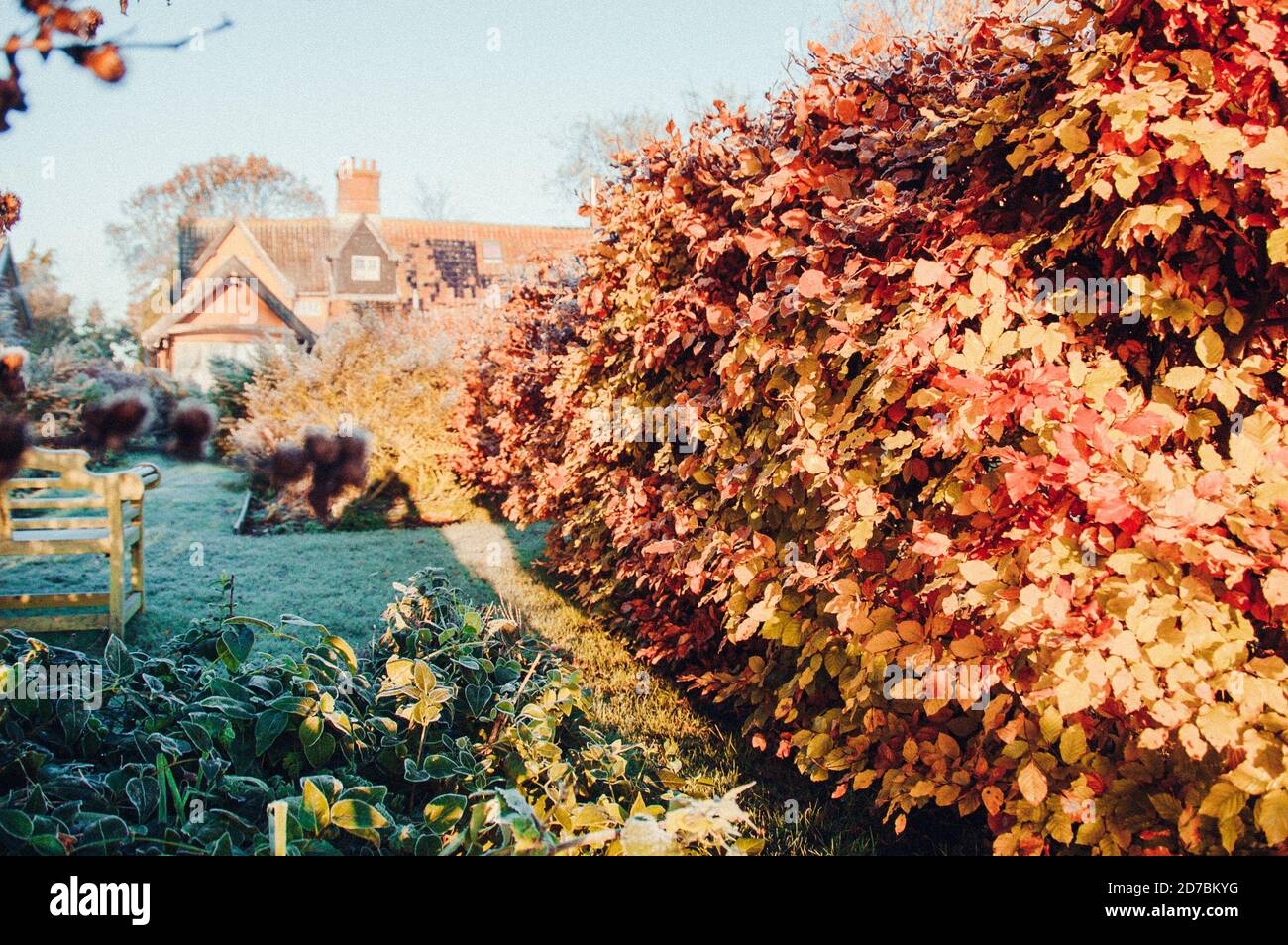 Feuilles d'or tombées en automne Banque D'Images