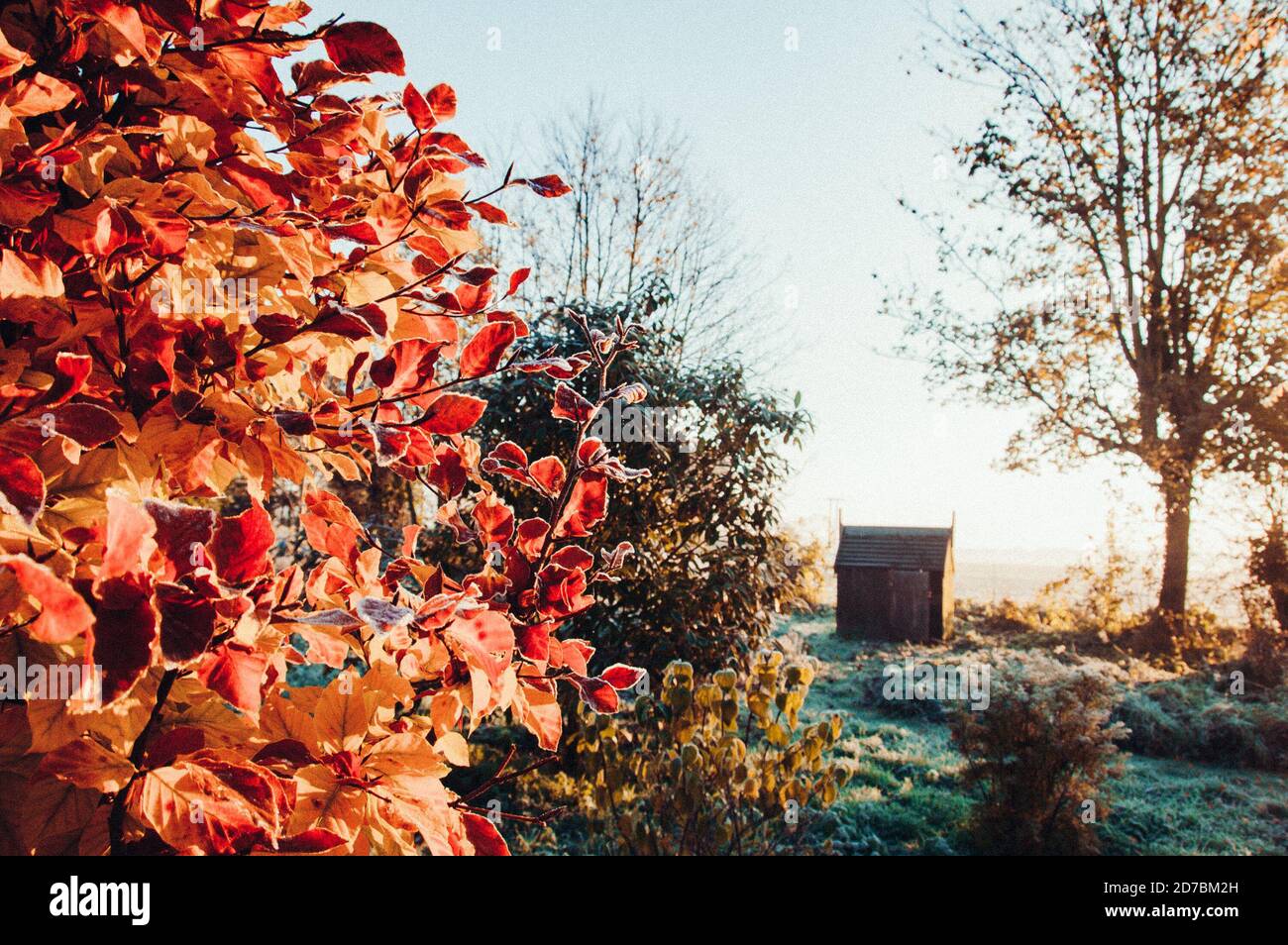 Feuilles d'or tombées en automne Banque D'Images