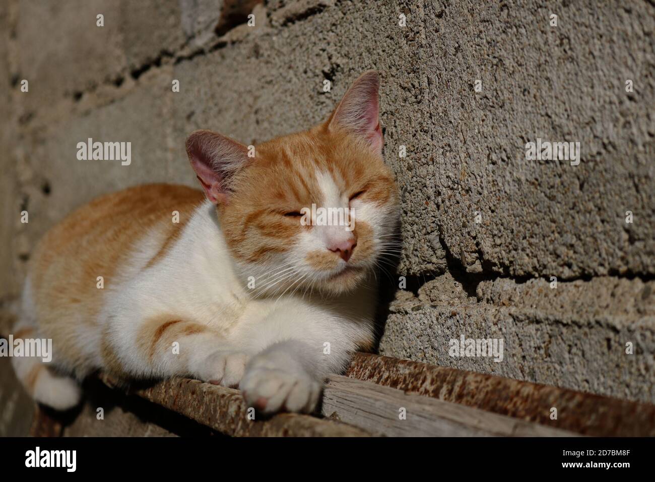 Orange blanc chat se nappant au soleil Banque D'Images