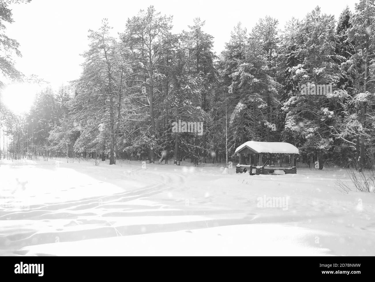 Gazebo en bois monochrome en forêt en hiver journée ensoleillée Banque D'Images