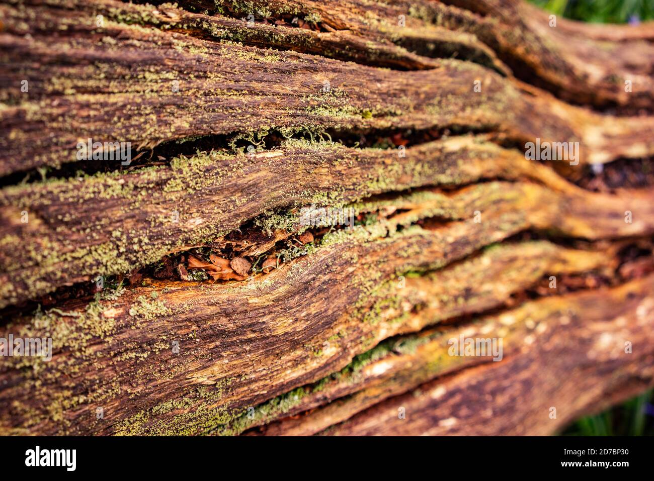 Un arbre pourri tombé dans la forêt. Banque D'Images