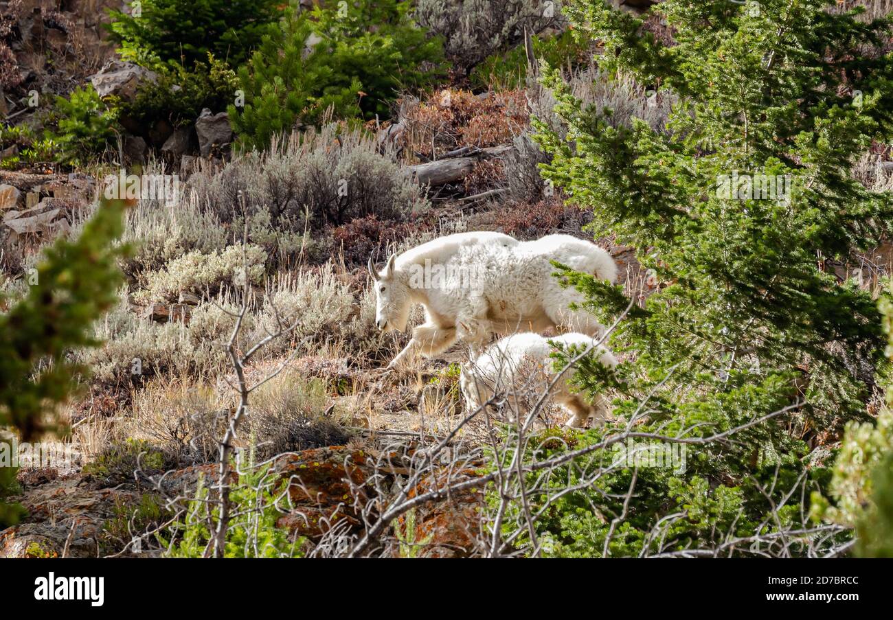Mère chèvre de montagne avec bébé paître sur un côté de montagne dans le parc national de Yellowstone, Wyoming Banque D'Images