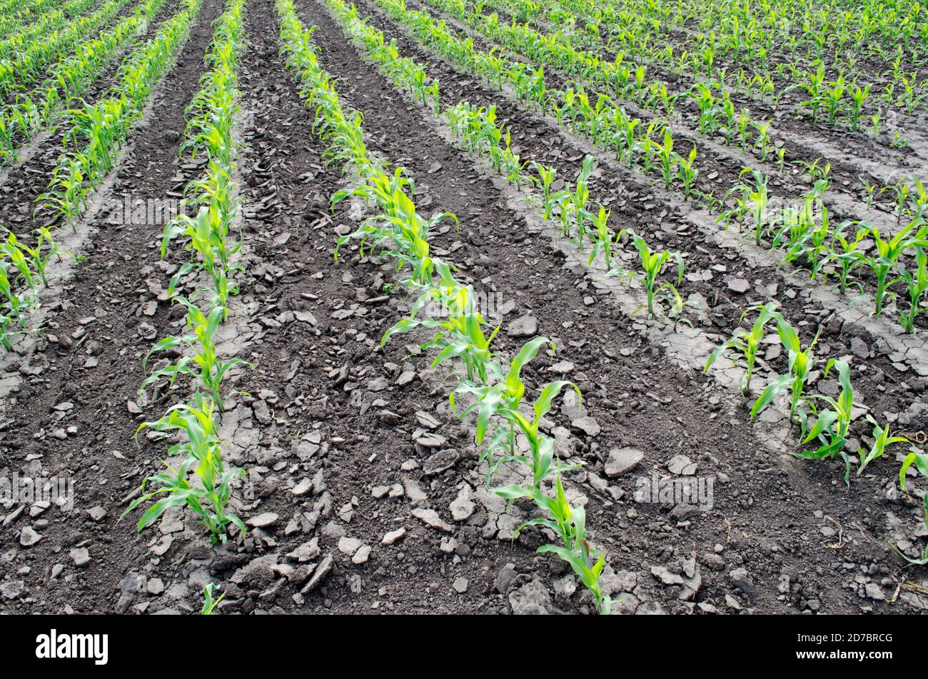 Rangées de jeunes plants de maïs vert après traitement agrotechnique. Banque D'Images