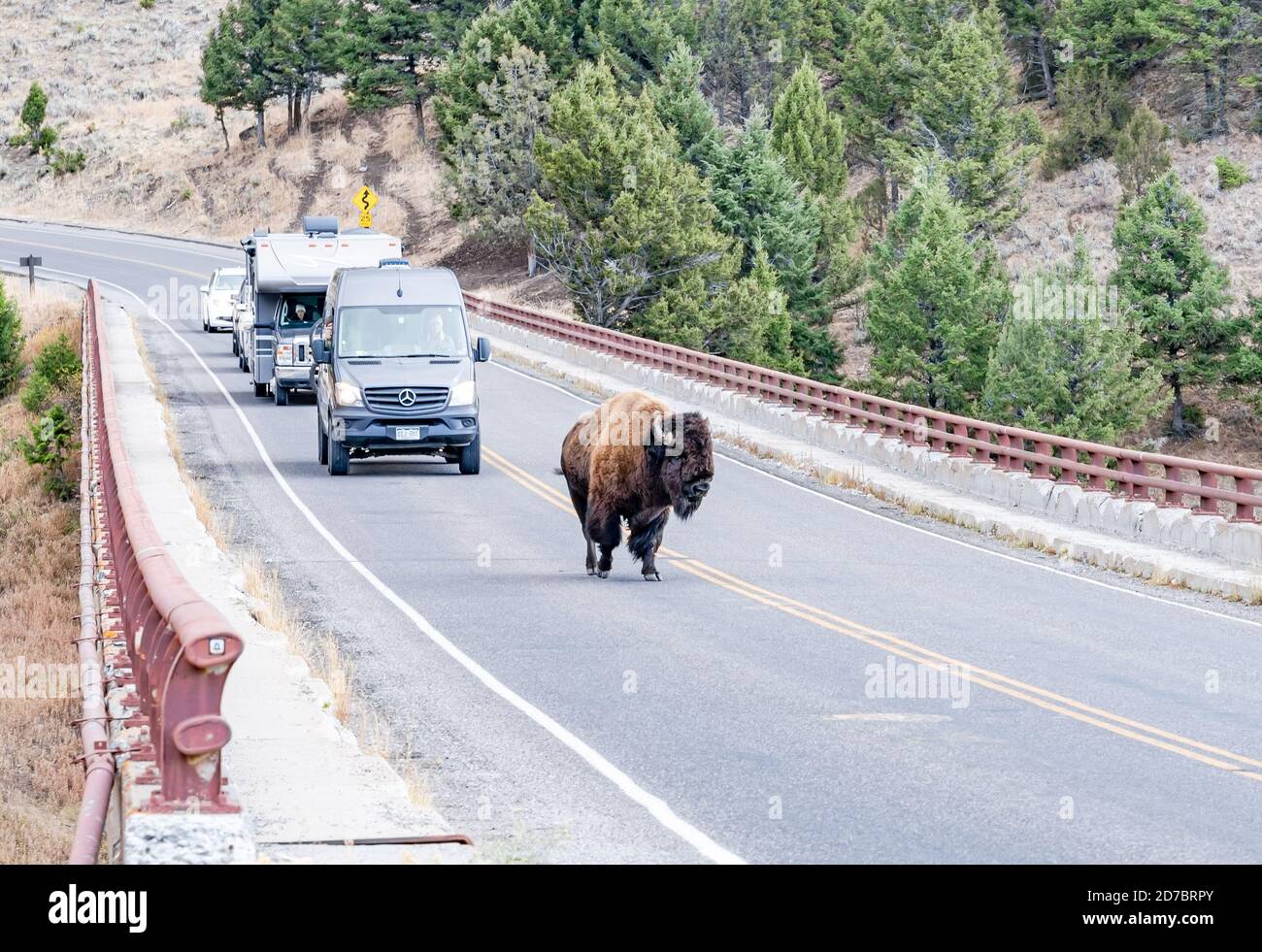 Les grands bisons contrôlent la circulation lorsqu'il traverse un pont dans le parc national de Yellowstone, Wyoming Banque D'Images