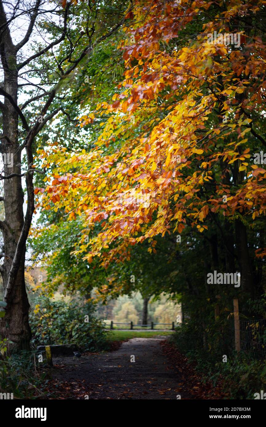 Hêtre aux couleurs automnales orange rouge et jaune parmi les verts au-dessus d'une allée dans un parc de campagne, Angleterre Royaume-Uni. Saisons changeantes, automne, automne Banque D'Images
