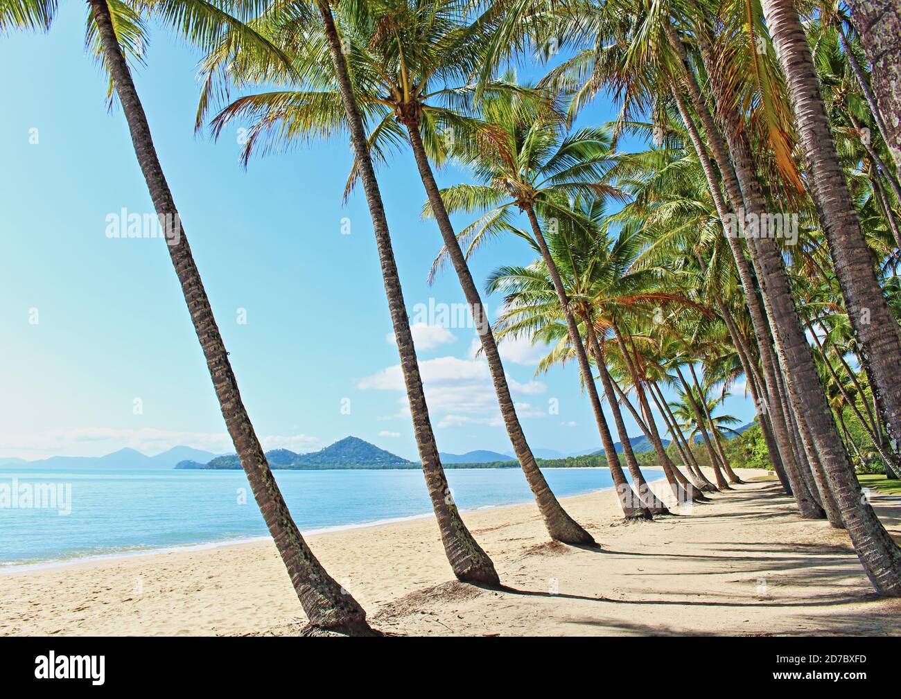 Plage de Palm Cove avec des pieds dans le sable palm Tree grove sur un endroit absolument le matin d'octobre Être à Cairns Queensland Australie Banque D'Images