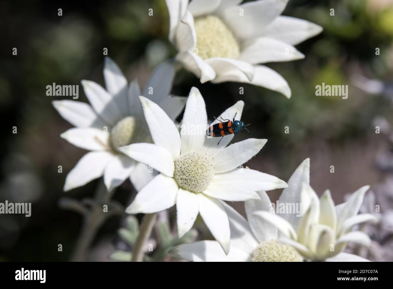 Fleur de flanelle avec petit coléoptère Banque D'Images