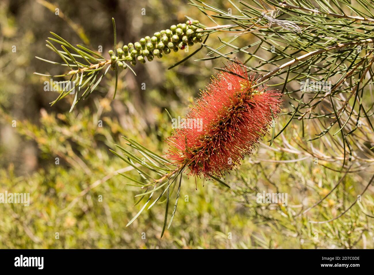 Plante australienne à feuilles étroites avec fleur Banque D'Images
