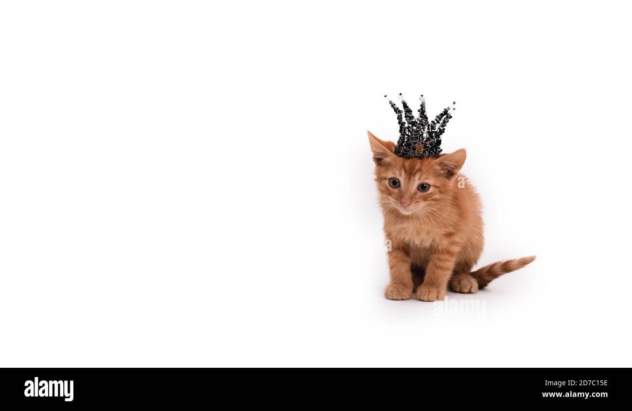 Un petit chat aux cheveux rouges est assis sur un fond blanc isolé avec une couronne noire de perles sur sa tête. Banque D'Images