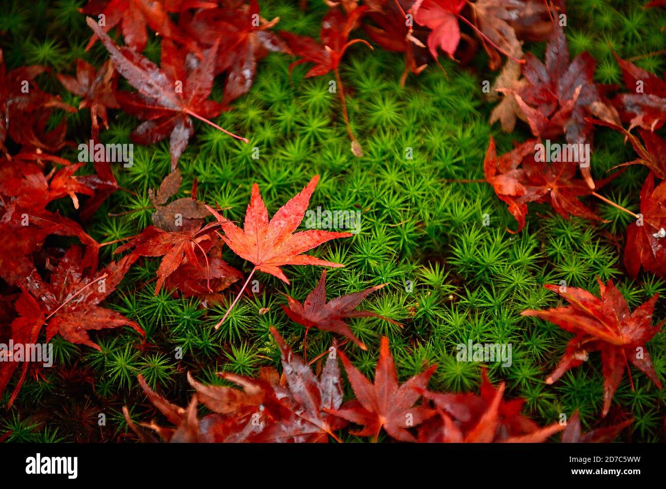 Feuille d'érable rouge vif de près sur le sol il y a de petites roches et de la mousse verte. Dans la forêt d'automne au Japon, les feuilles semblent imbibées d'eau. Banque D'Images