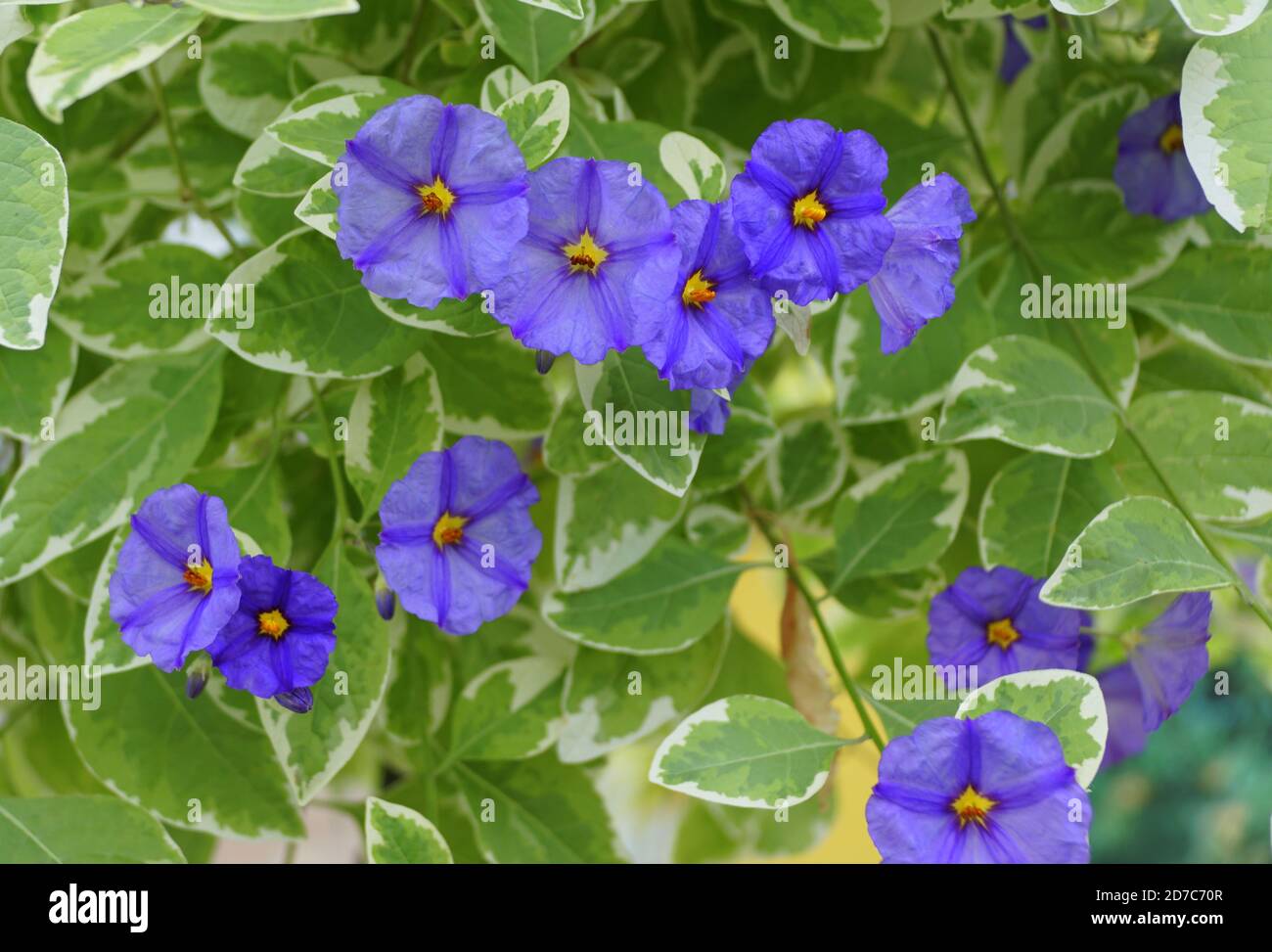 Couleurs vives de fleurs bleues d'arbustes de pommes de terre Banque D'Images