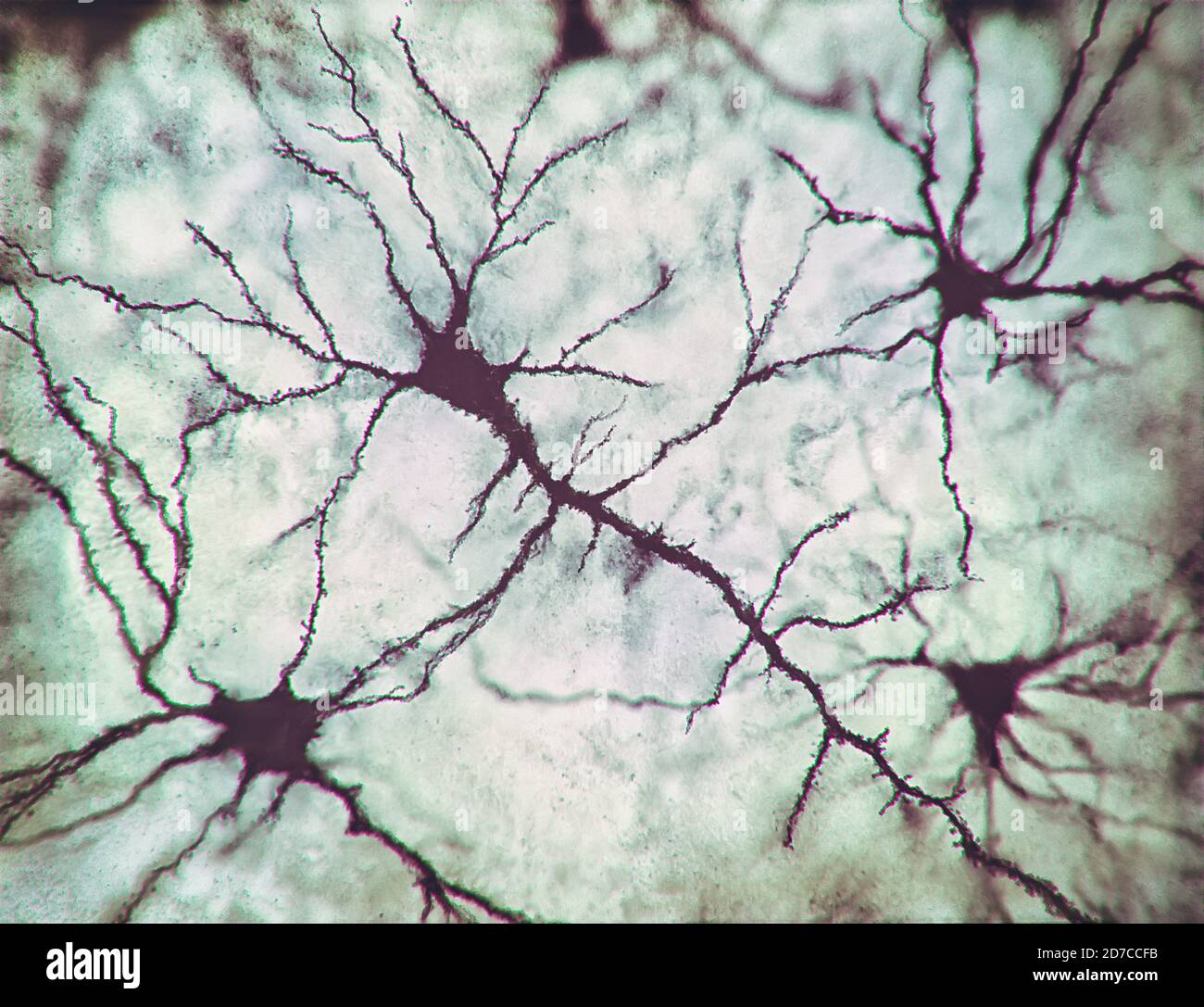Illustration 2D, neurones et leurs connexions. Simulation photo microscopique du système nerveux humain. Banque D'Images