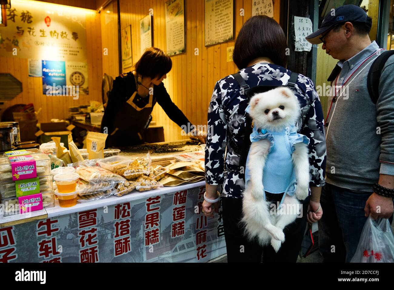 Chien paresseux à Zhujiajiao Water Town, Chine Banque D'Images