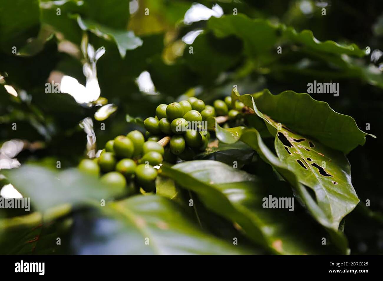 Arbre à café avec grain de café Banque D'Images