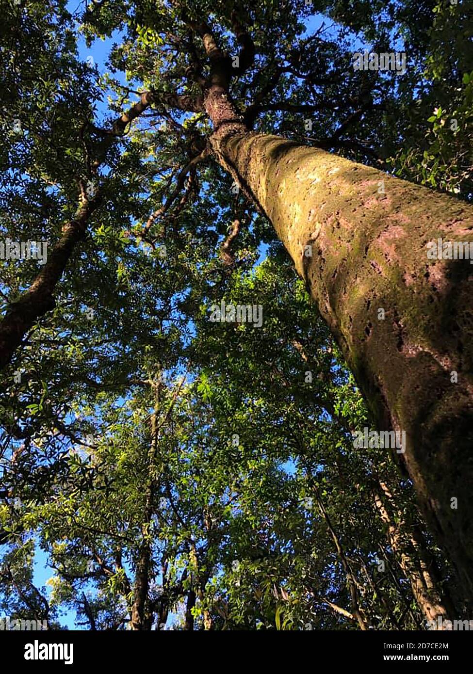 La forêt tropicale en asie du Sud-est a l'irvingia sont grand arbre Banque D'Images