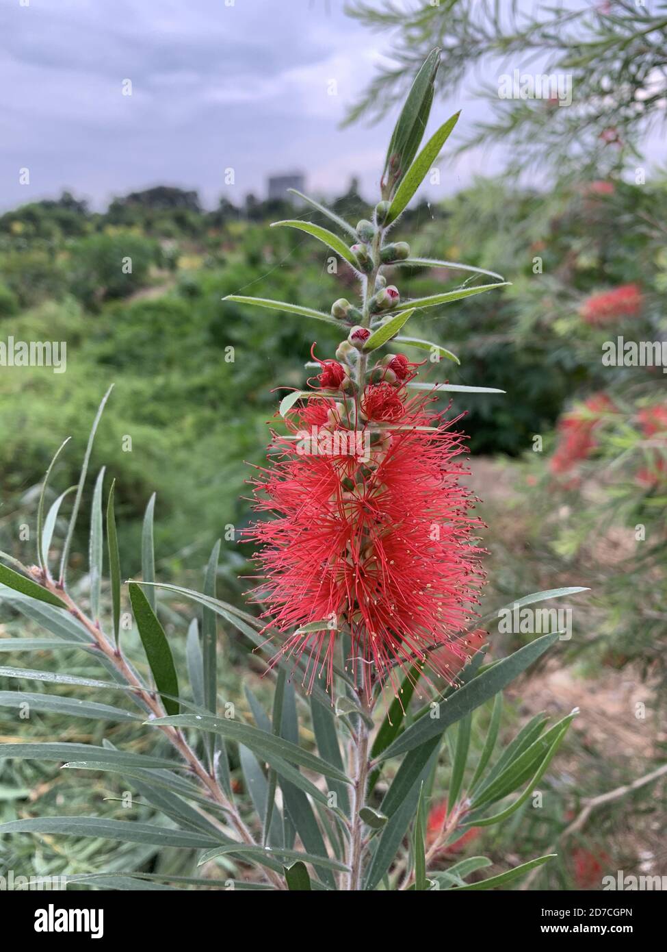 Plan vertical des plantes de Callistemon comboynensis dans un champ sous un ciel nuageux en journée Banque D'Images