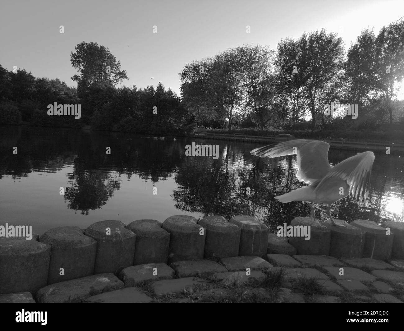 La vie d'un mouette Banque D'Images
