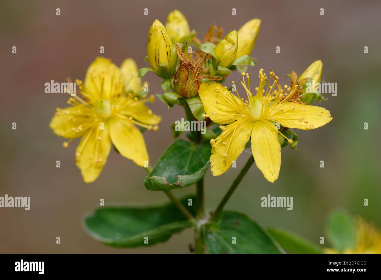 Perforer St John's-millepertuis - Hypericum perforatum Banque D'Images