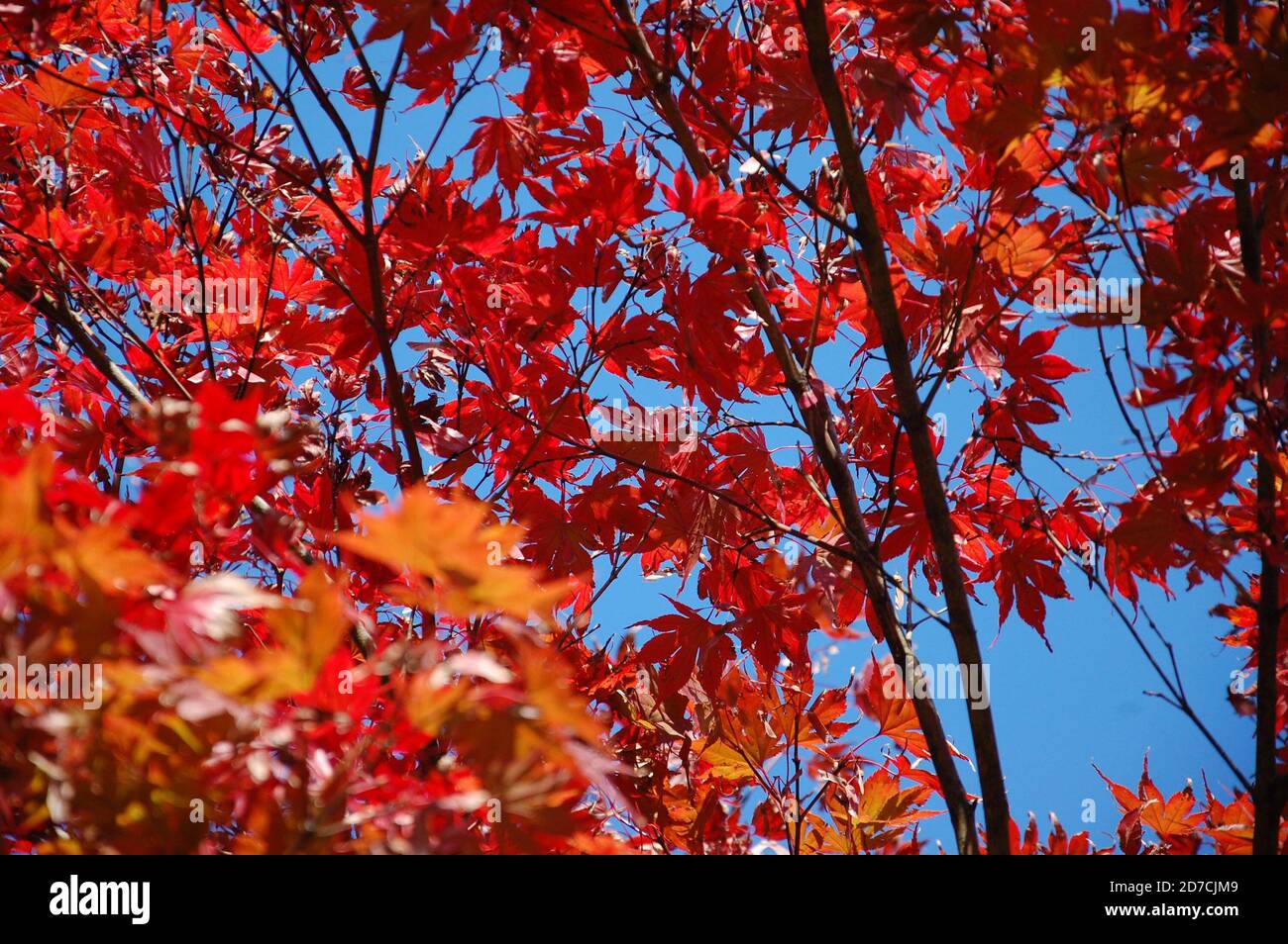 incroyable feuillage rouge et orange coloré sur un érable et fond bleu ciel Banque D'Images