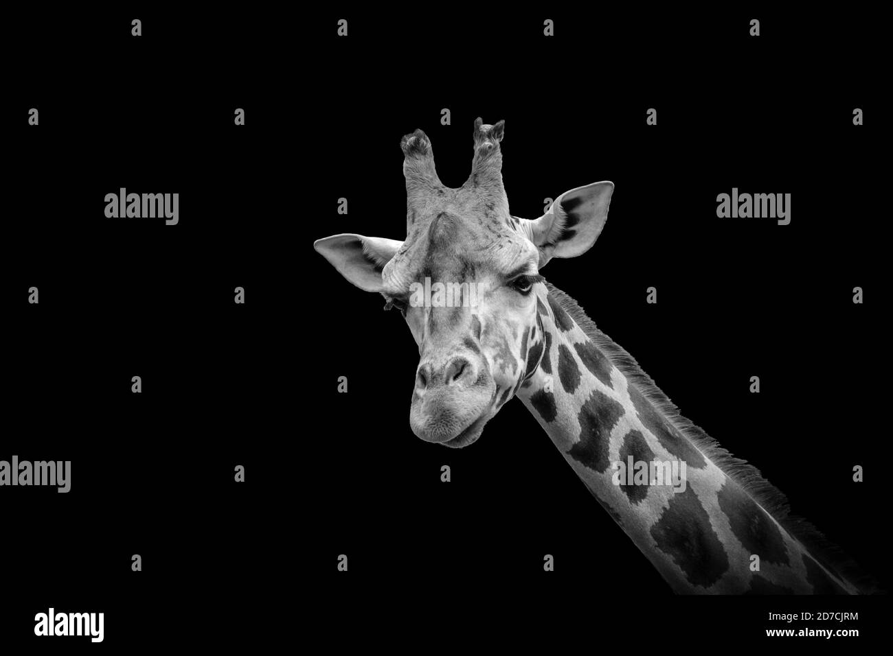 Tête de girafe noire et blanche isolée sur fond noir. Banque D'Images