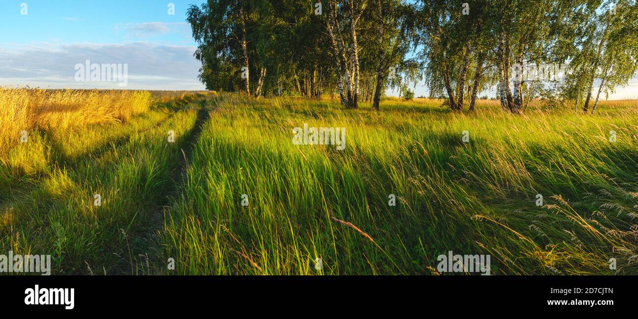 Paysage rural panoramique d'été avec champ de blé doré et pays route pendant le coucher du soleil Banque D'Images