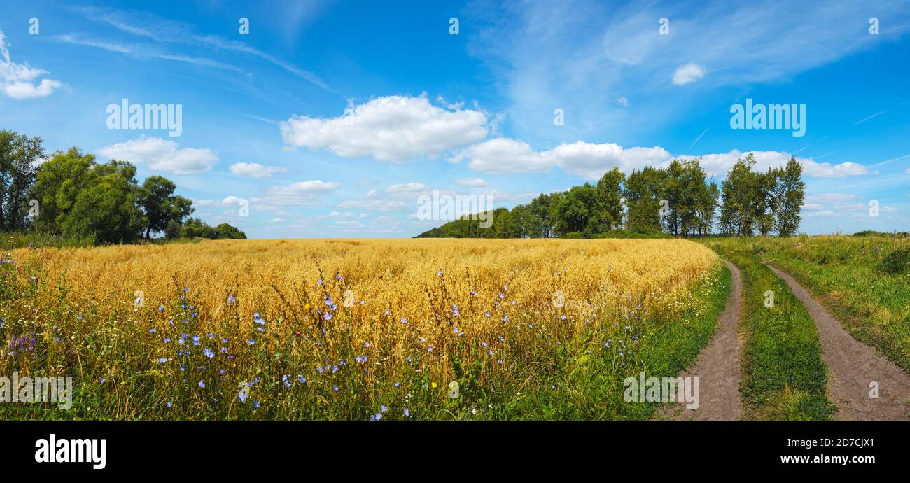 Belle scène panoramique d'été avec route rurale et champ d'or d'avoine mûr pendant la journée ensoleillée. Banque D'Images