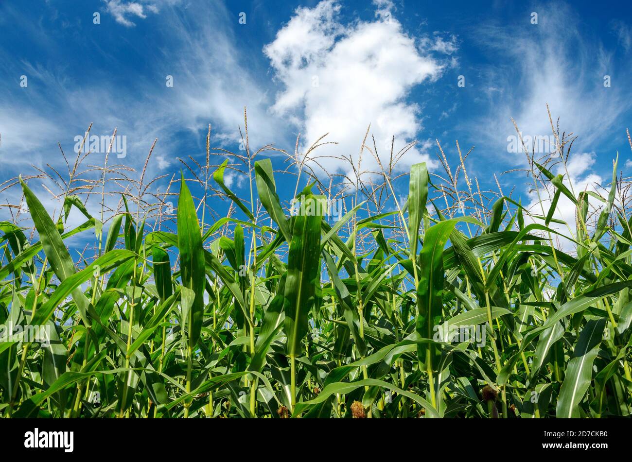 Maïs vert dans le champ de ferme sur fond bleu ciel avec de beaux nuages blancs Banque D'Images