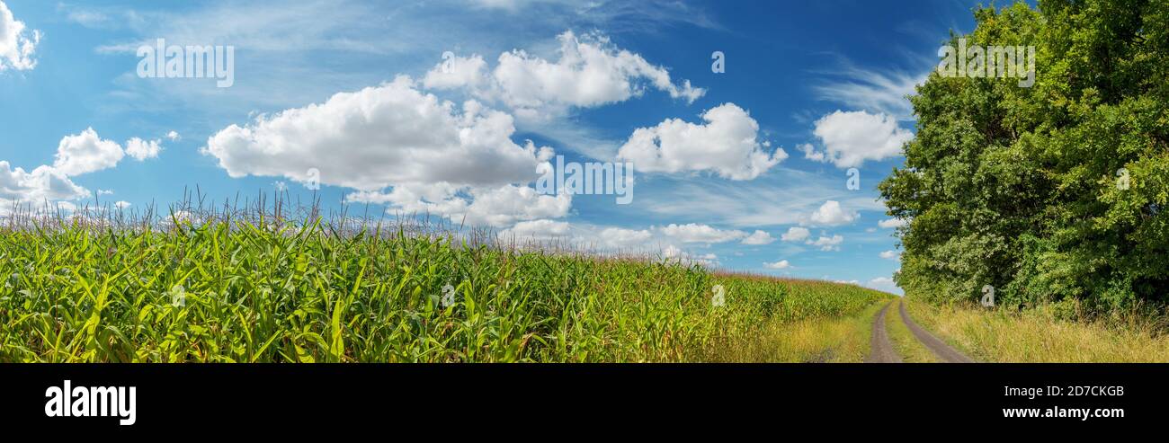 Paysage rural ensoleillé d'été avec champ de maïs vert et rural route en août Banque D'Images