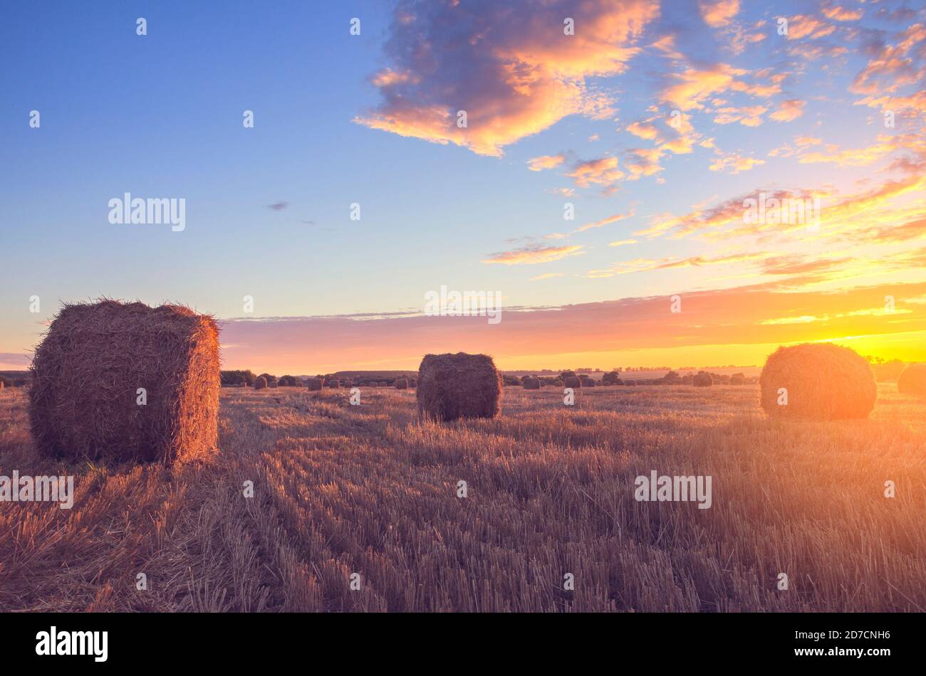 Balles de foin sur le champ de la ferme après la récolte illuminées par les derniers rayons du soleil couchant. Banque D'Images