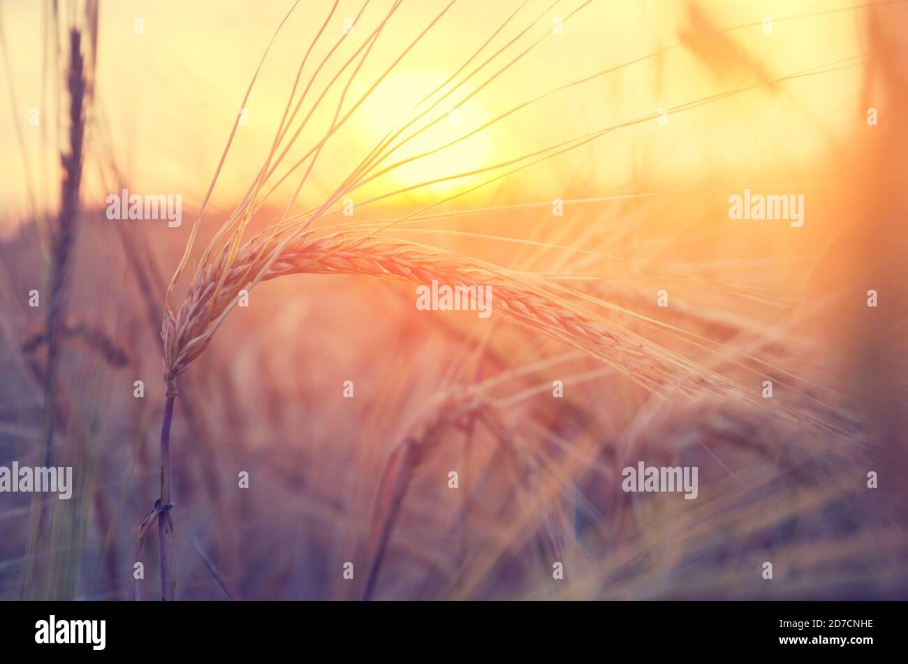Gros plan des épis de blé qui poussent dans le champ agricole sur fond de soleil couchant. Banque D'Images