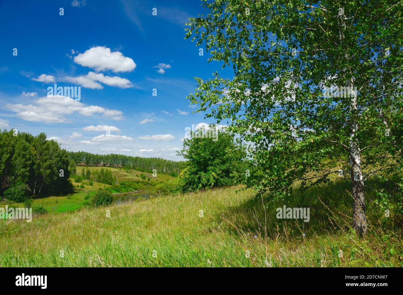 Paysage ensoleillé d'été avec des collines vertes, un bouleau et de beaux bois sur une belle journée. Banque D'Images