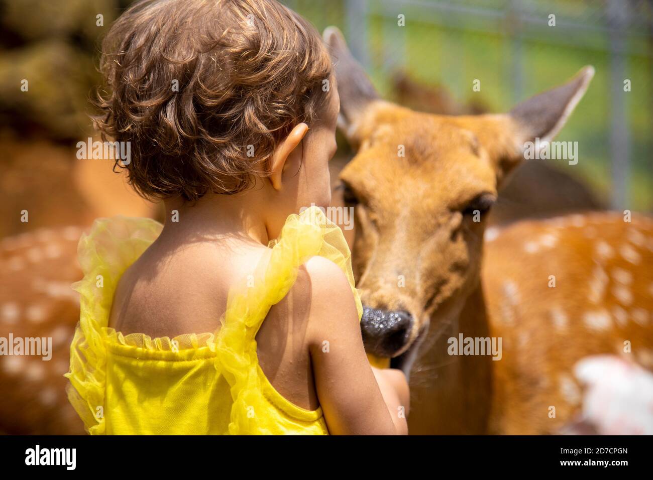 un adorable tout-petit nourrit des cerfs à la ferme. Belle petite enfant animaux de compagnie dans le zoo. Une fille heureuse et excitée le week-end en famille Banque D'Images