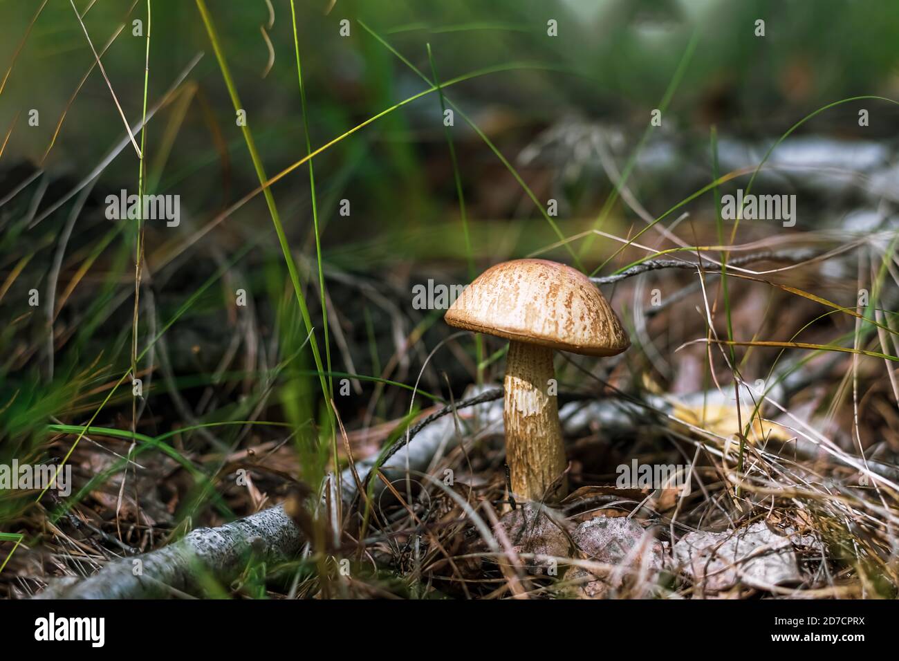 magnifique boletus de champignons dans la forêt d'automne Banque D'Images