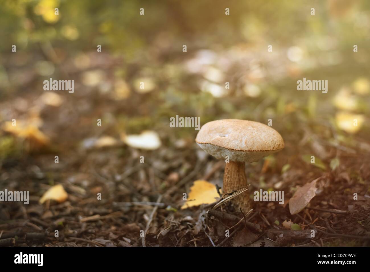 magnifique boletus de champignons dans la forêt d'automne Banque D'Images